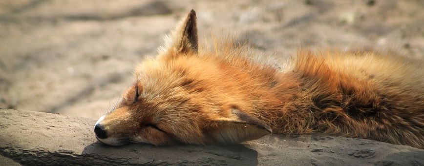 Calories du pain grillé complet, la valeur nutritive et bénéfices pour la santé