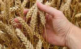 Calories du pain sans gluten, chiffres nutritive et vertus pour la santé