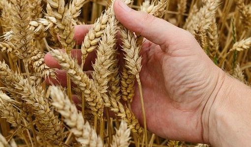 Calories du pain en arabe, la valeur nutritive et bienfaits pour la santé